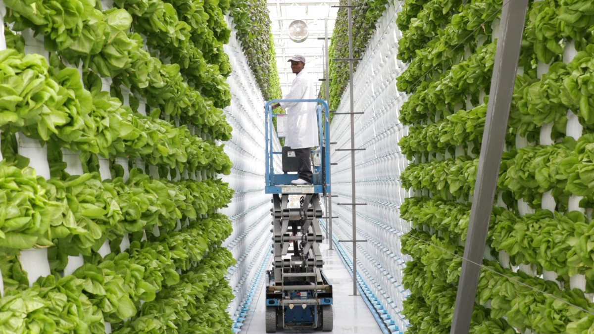 Harnessing Growth Potential: Hydroponic Data Analysis